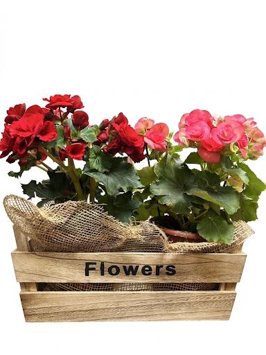 סלסלה ביגוניות